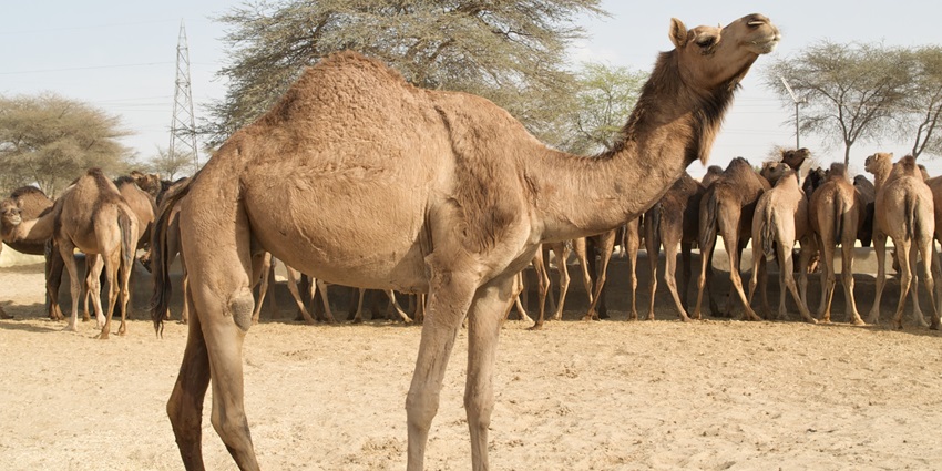 Camels at the National Research Centre on Camel, a unique attraction in the desert city.