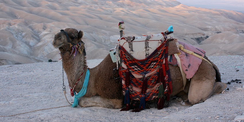Camel safari Jodhpur in Thar Desert, with Rajasthani culture and sunsets.