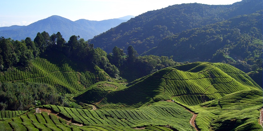The lush greenery and tea plantations of Cameron Highlands offer cool weather and views.