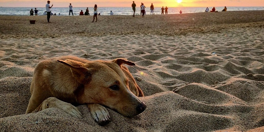An image of Candolim Beach which is one of the famous beaches in North Goa, India.