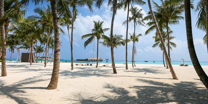 Caranzalem Beach and its clear view of the scenic palm trees and the golden Sand
