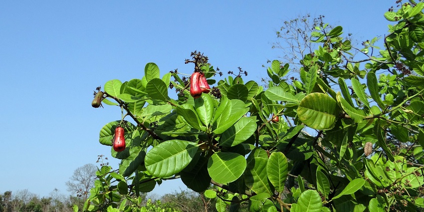 Sairamakrishna Cashews is one of the ideal places to visit Chirala for all curious travellers