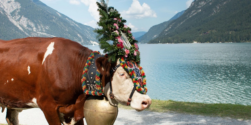 Witness the cattle decoration on the occasion of hasvest festival of Andhra Pradesh, India.