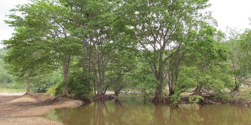 Landscape at Cauvery Wildlife Sanctuary, popular in wildlife sanctuaries near Bangalore.