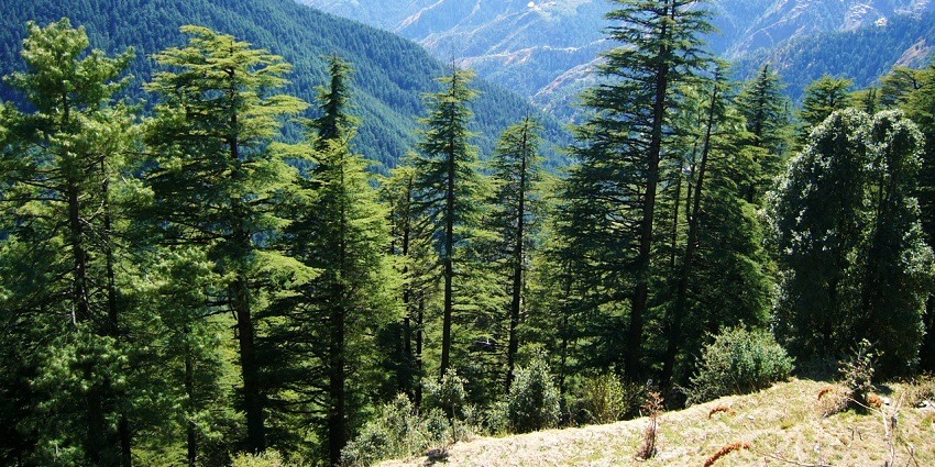 Forest of Cedrus deodara trees with dense greenery and misty hills in Shimla Kufri