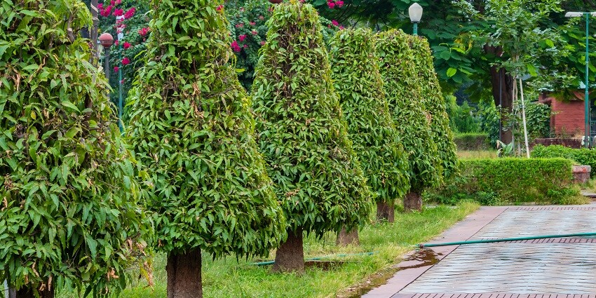Chambal Garden offers a tranquil atmosphere, perfect for picnics, and celebrations.