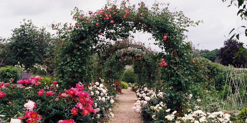 Colorful flowers and a walkway at Chambal Garden, one of the best places to visit near Gugor Fort.
