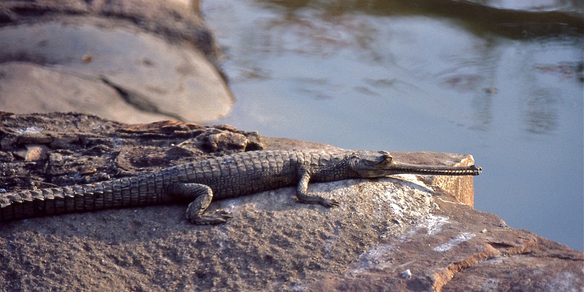 An alligator at Chambal Gardens, one of the top places to explore near Kotiya Bheel Fort.