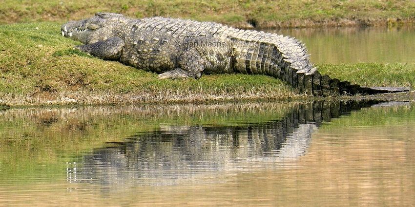 Mugger crocodile in the river safari, offering a peak to the exotic wildlife.
