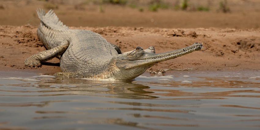 A gharial resting on a sandy riverbank spotted during a Chambal River Safari, a tourist attraction near Gandhi Sagar Wildlife Sanctuary.