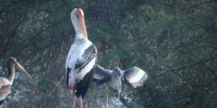 Wildlife of a sanctuary like the Chambal Safari, a good place to visit near Bharatpur.