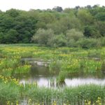 A view of flowers blooming at a wildlife sanctuary with a water body flowing nearby