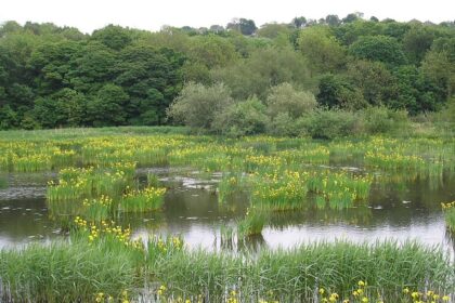 A view of flowers blooming at a wildlife sanctuary with a water body flowing nearby