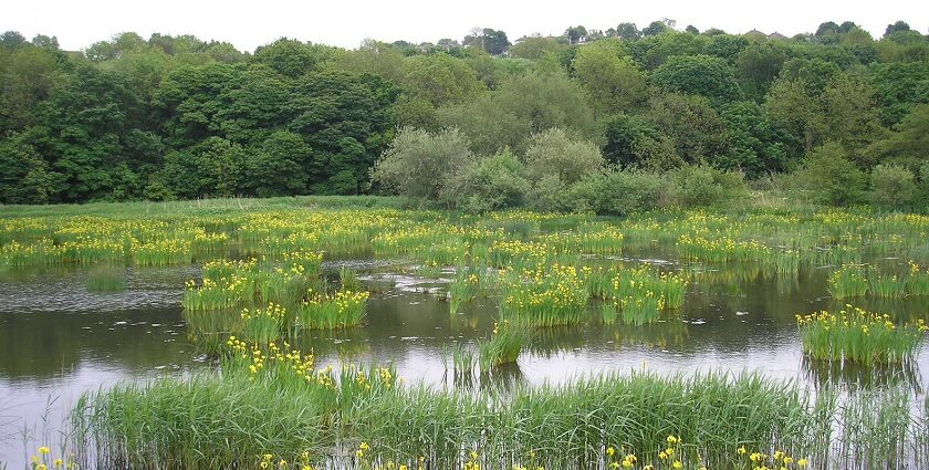 A view of flowers blooming at a wildlife sanctuary with a water body flowing nearby