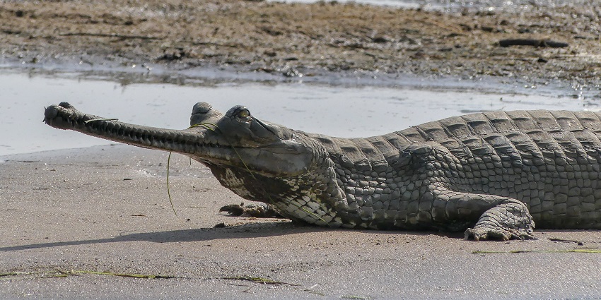 An Indian gharial resting along a riverbank, with its distinctive long, narrow snout and sharp teeth visible.