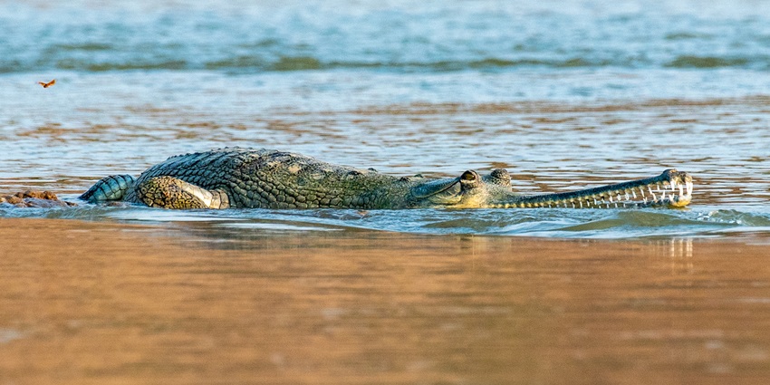 Long-snouted Indian gharial with slender jaws emerging from river water.