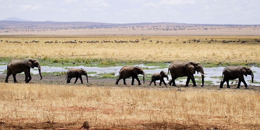Elephants at Chandaka Dampara Sanctuary, one of the best national parks in Odisha.