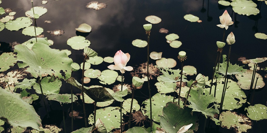 The greenery and biodiversity at the Chandigarh Botanical Garden are always an exciting deal for lovers.