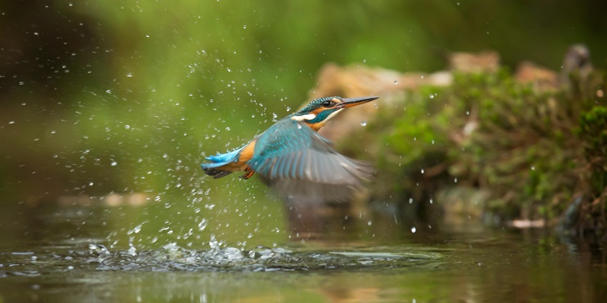 A bird spreads its wings gracefully as it flies over the Chandlai Lake Bird Sanctuary.