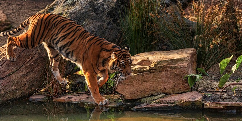 Picturesque view of a bengal tiger walking near body of water surrounded by rocks