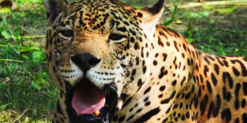 A picture of a jaguar at the Chhatbir Zoo which is one of the best places to visit in Panchkula