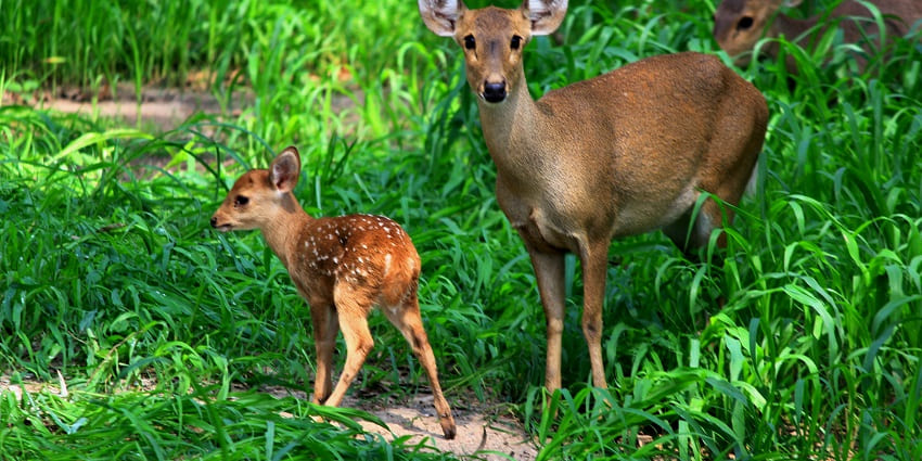 Image of a samber deer standing gracefully with its fawn in a natural setting - Places to visit near Panchkula