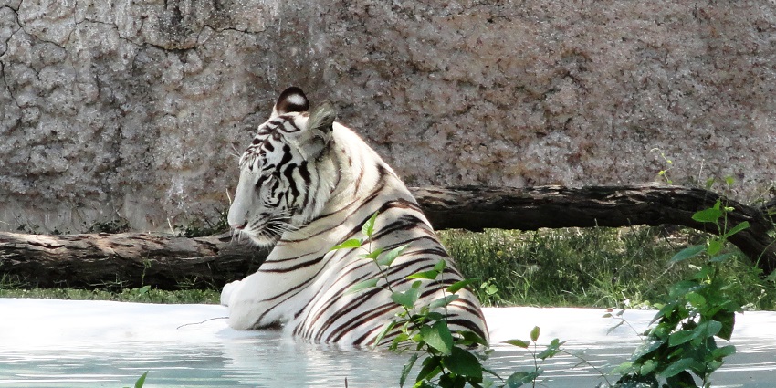 Tigers resting in their natural habitat at the Chhatbir Zoo, surrounded by greenery.
