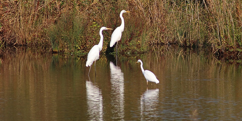 Group of beautiful white Heron over the lake in the majestic Chhilchhila Wildlife Sanctuary in Haryana