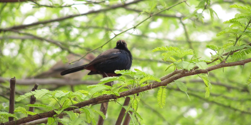 Image of a bird sitting on a branch in its natural habitat surrounded by lush greenery