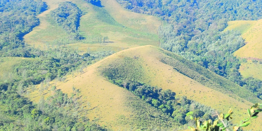 The coffee farms in Chikmagalur, the hill stations near Bangalore for one day trip, are well-liked vacation spots