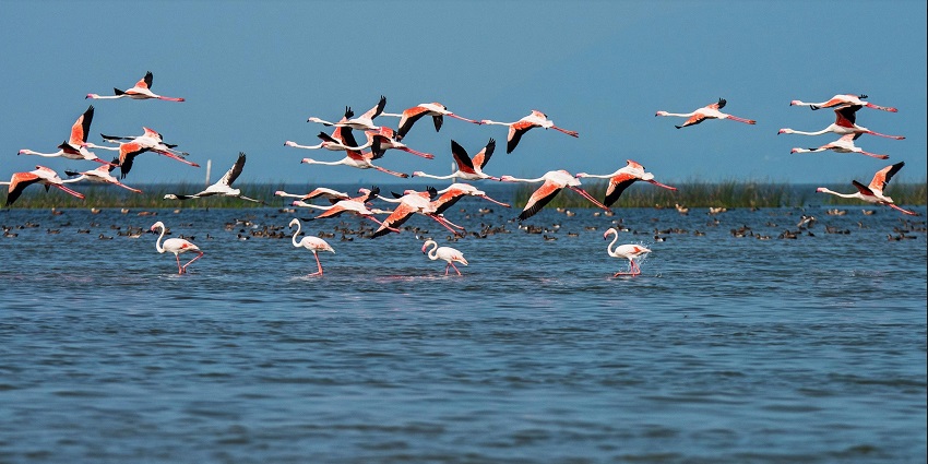 A flock of flamingos gracefully flies over the serene waters of Chilika Lake