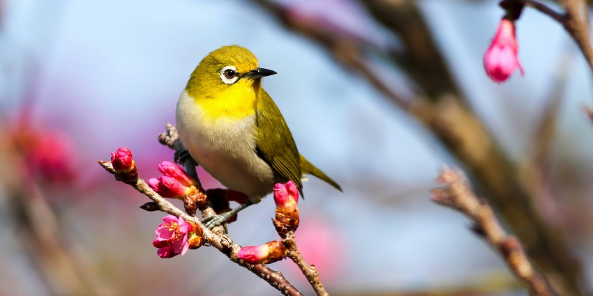 A bird spotted at Chilika Wildlife Sanctuary, one of the best national parks in Odisha.