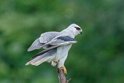 Witness the black-winged kite and other such endangered species at this attraction.