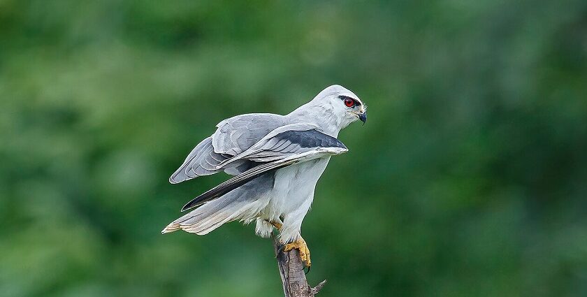 Witness the black-winged kite and other such endangered species at this attraction.