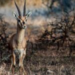 An image of Chinakara at Rollapadu Wildlife Sanctuary located in Andhra Pradesh, India.