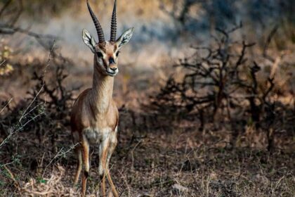 An image of Chinakara at Rollapadu Wildlife Sanctuary located in Andhra Pradesh, India.