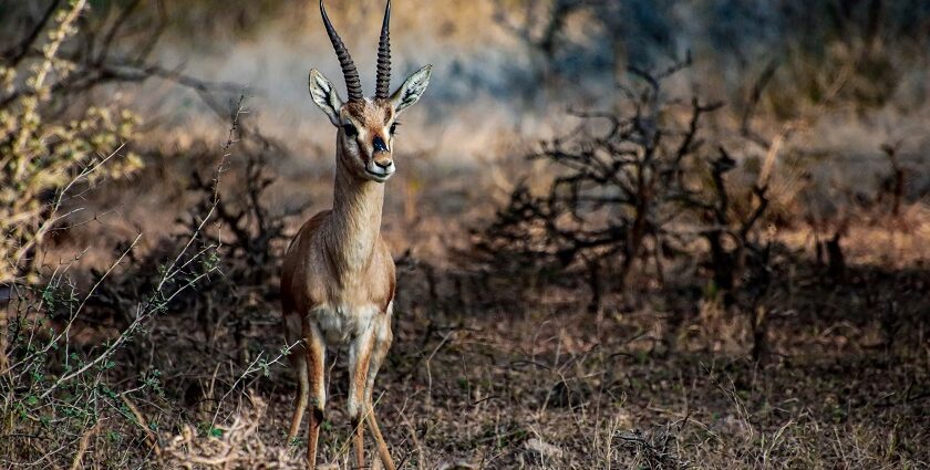 An image of Chinakara at Rollapadu Wildlife Sanctuary located in Andhra Pradesh, India.