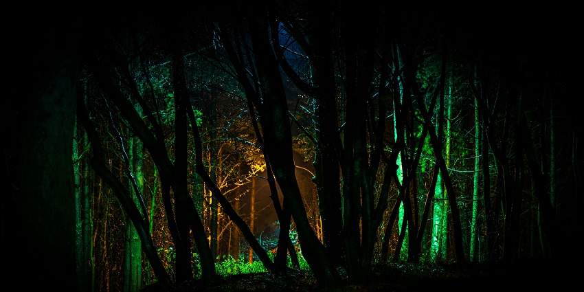 A view of a dense forest during the night exuding red, yellow, and green lights.