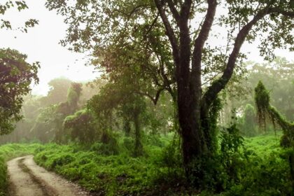 A breathtaking view of Chitwan Jungle Safari, showcasing lush greenery and wildlife.