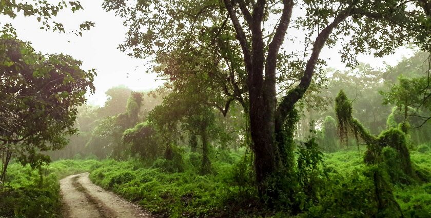 A breathtaking view of Chitwan Jungle Safari, showcasing lush greenery and wildlife.