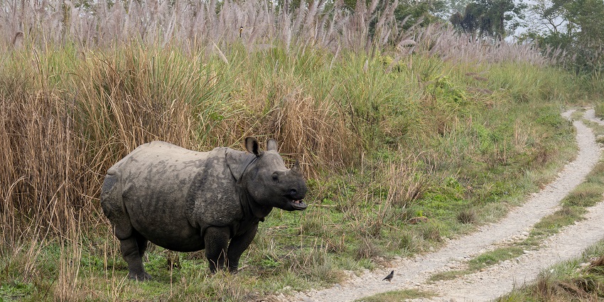 Geographical location of Chitwan Jungle Safari in Nepal showcasing the beauty of Nepal.