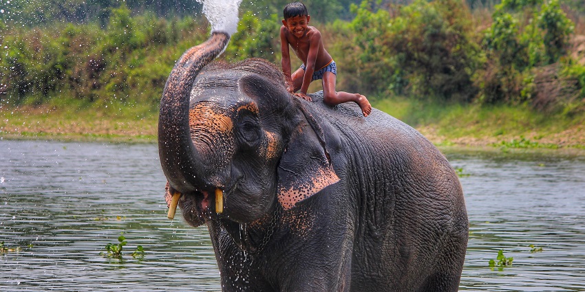 A picture of an elephant enjoying in a pond of water at a national park in Nepal