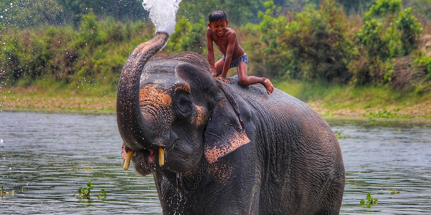 A picture of an elephant enjoying in a pond of water at a national park in Nepal