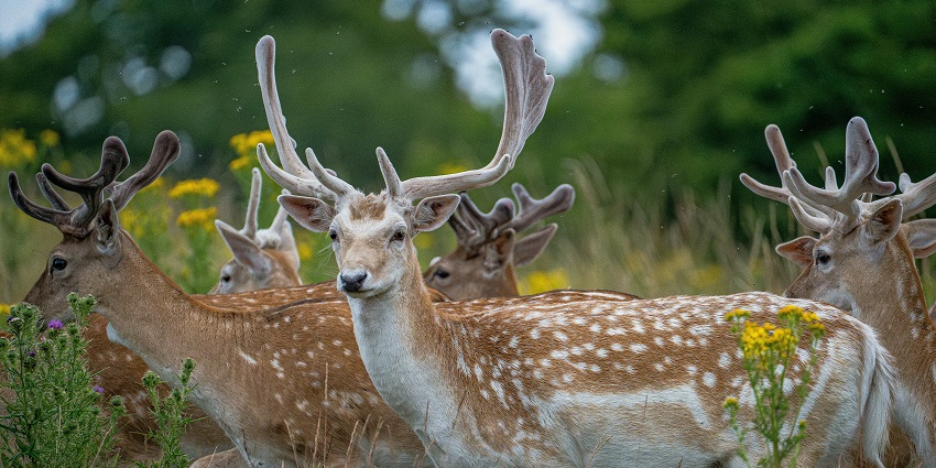 Chitwan National Park offers an insight into the wildlife and its natural beauty.