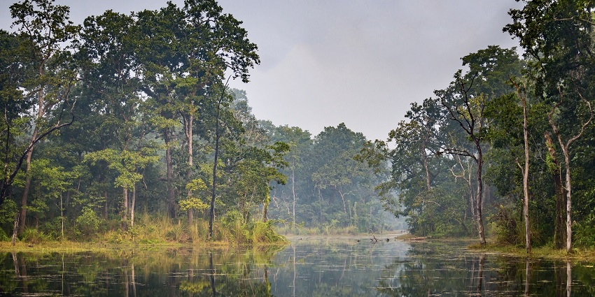 Chitwan National Park has endangered species like the one-horned rhinoceros, Bengal tigers, and various bird species.