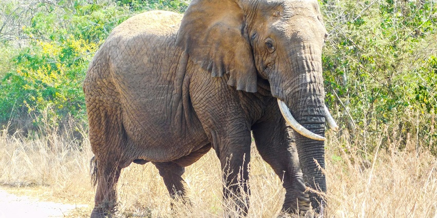 Elephant riding in Chitwan National Park is a highlight of jungle safari in Nepal.
