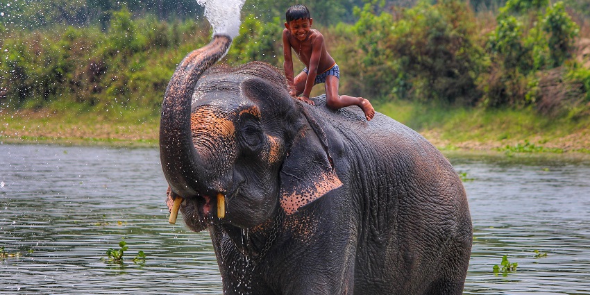 Chitwan National Park, one of the best places to visit near Kathmandu, has a variety of wildlife including elephants.