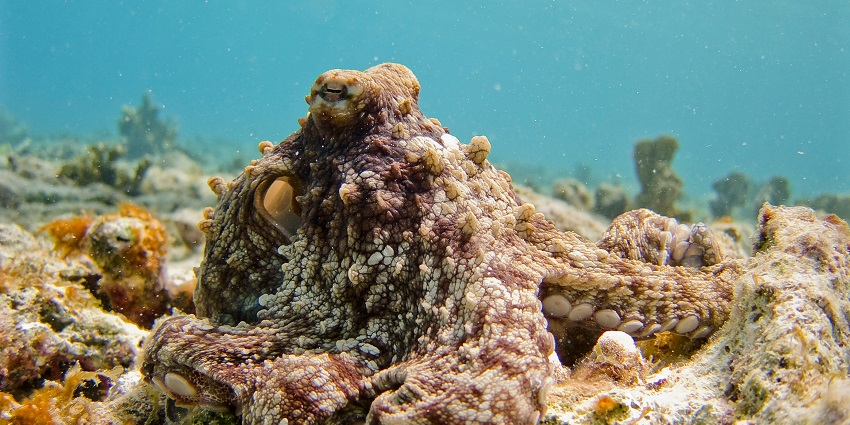 Spot golden-coloured stingrays while on Similan Islands scuba diving at Christmas Point.