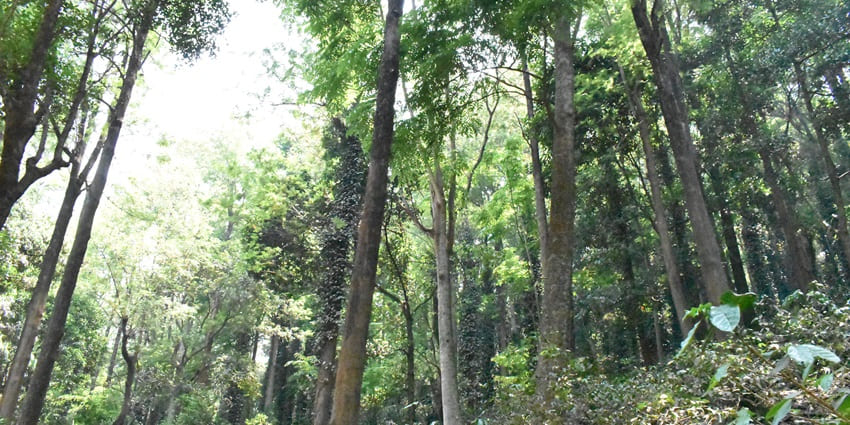 A picture of a lush green forest with coffee plantations, one of the best places to visit in Lambasingi