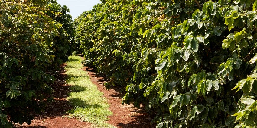 Coffee plantation at Chikmagalur.